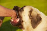 What are the dog bite laws in Alaska?